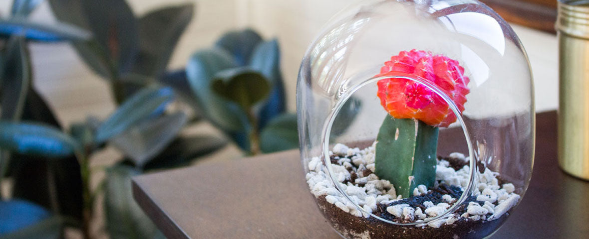 7 DIY Terrarium Ideas We Love