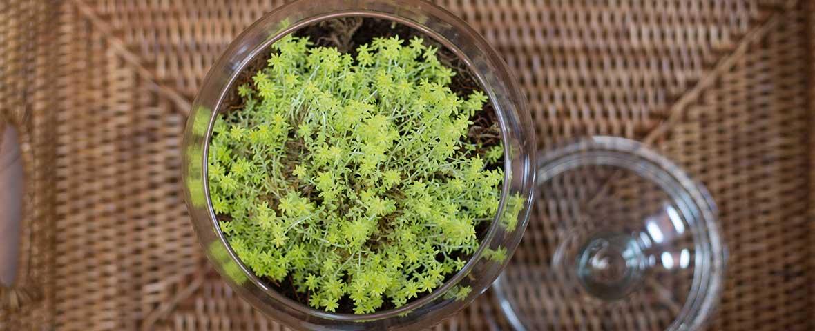 Arranging Succulents in a Closed Terrarium