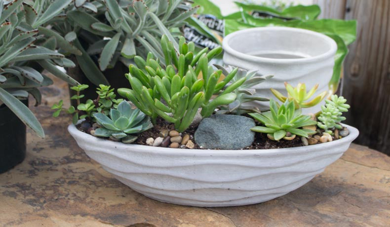 5 Unique Terrarium Containers For Your Outdoor Space – 46 & Spruce 