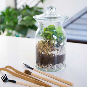 Where can I buy large glass containers for a terrarium like the one in the  picture? : r/terrariums